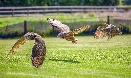 12 Tips on How to Get Rid of Owls Fast (2022) - World Birds