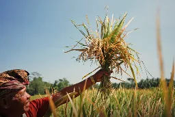 Bali rice experiment cuts greenhouse gas emissions and increases yields
