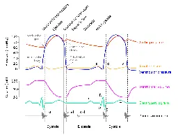 Wiggers diagram - Wikipedia