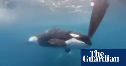 Yacht sinks after latest incident involving orcas in strait of Gibraltar