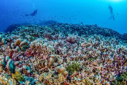 World’s largest known coral — visible from space — found in Solomon Islands