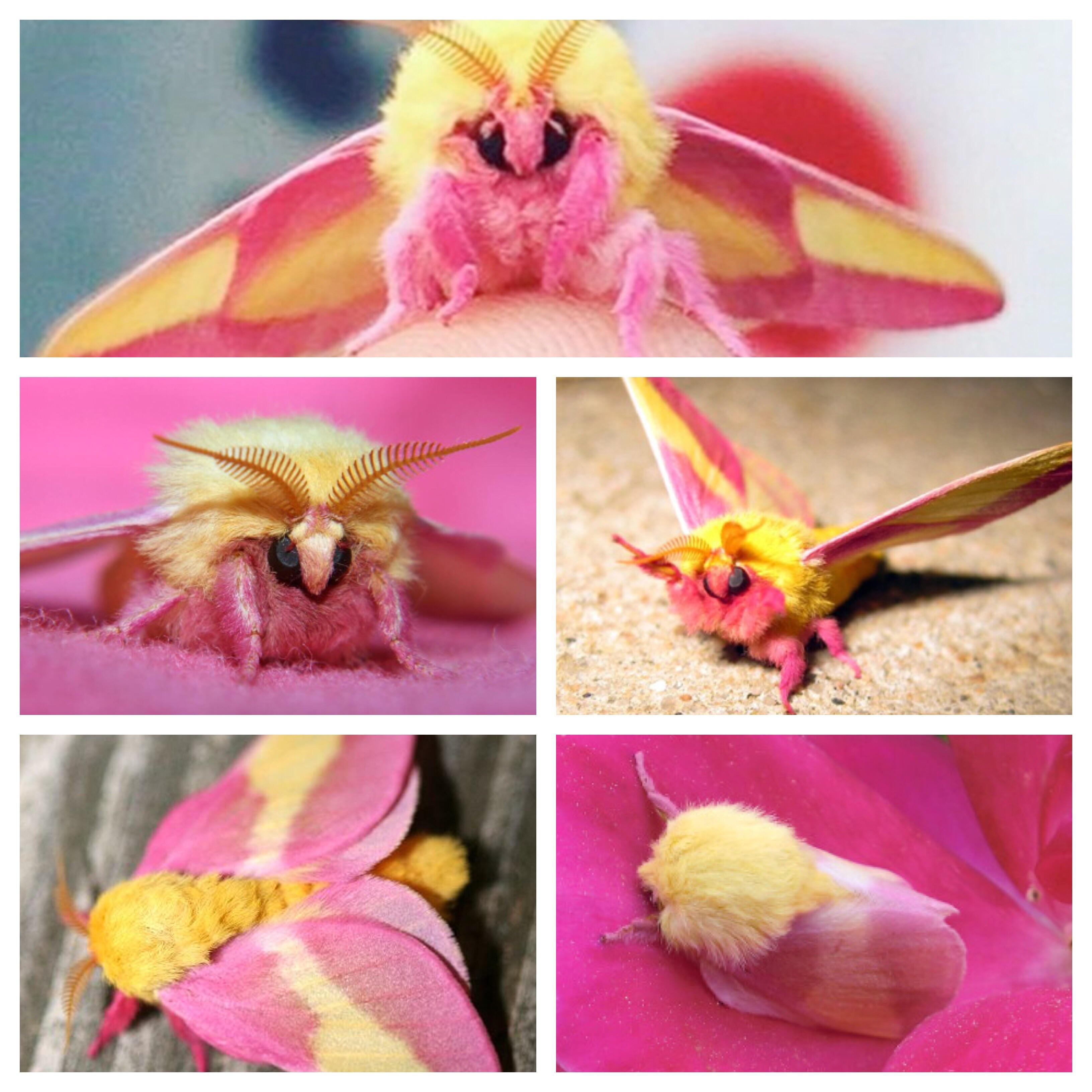 rosy-maple-moth