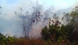 Venezuela: Water crisis looms as deforestation spreads in Yacambú National Park