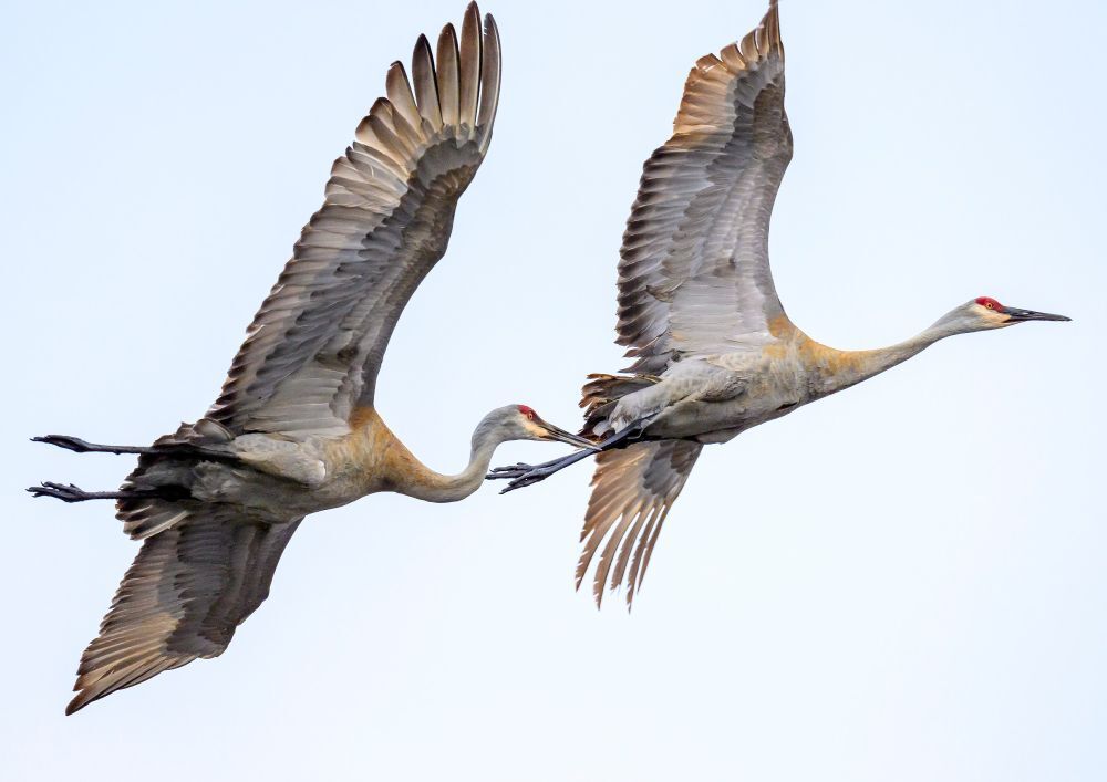 Some crane drama. Look carefully.