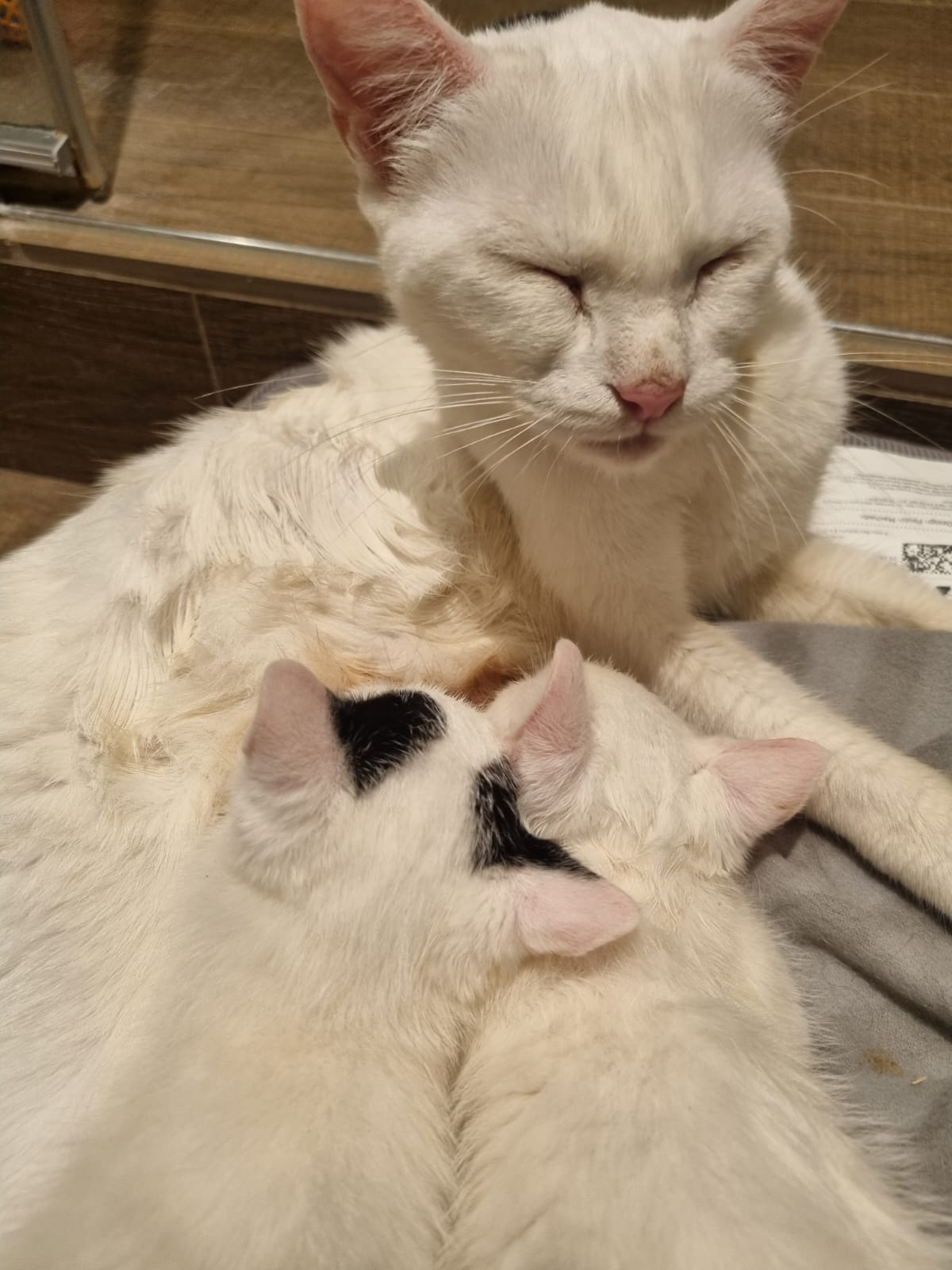 sleepy cat mum with two kittens