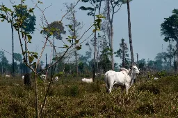 Brazil to adopt full beef traceability by 2032 amid China, EU pressure