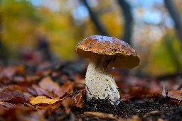 AI Chatbot Joins Mushroom Hunters Group, Immediately Encourages Them to Cook Dangerous Mushroom