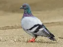 an_actual_pigeon