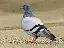 an_actual_pigeon