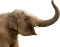 elephant-pog