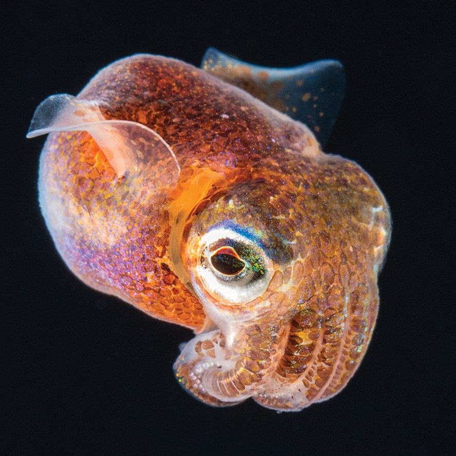 A small, orange spherical squid with small wings floats in the water against a black background 