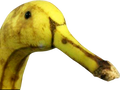 banana-duck